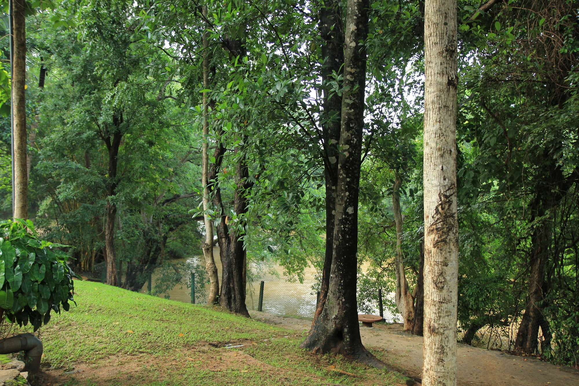 Dambulu Oya Family Park Hotell Dambulla Exteriör bild